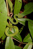 Image of Trimeresurus rubeus (Malhotra, Thorpe, Mrinalini & Stuart 2011)