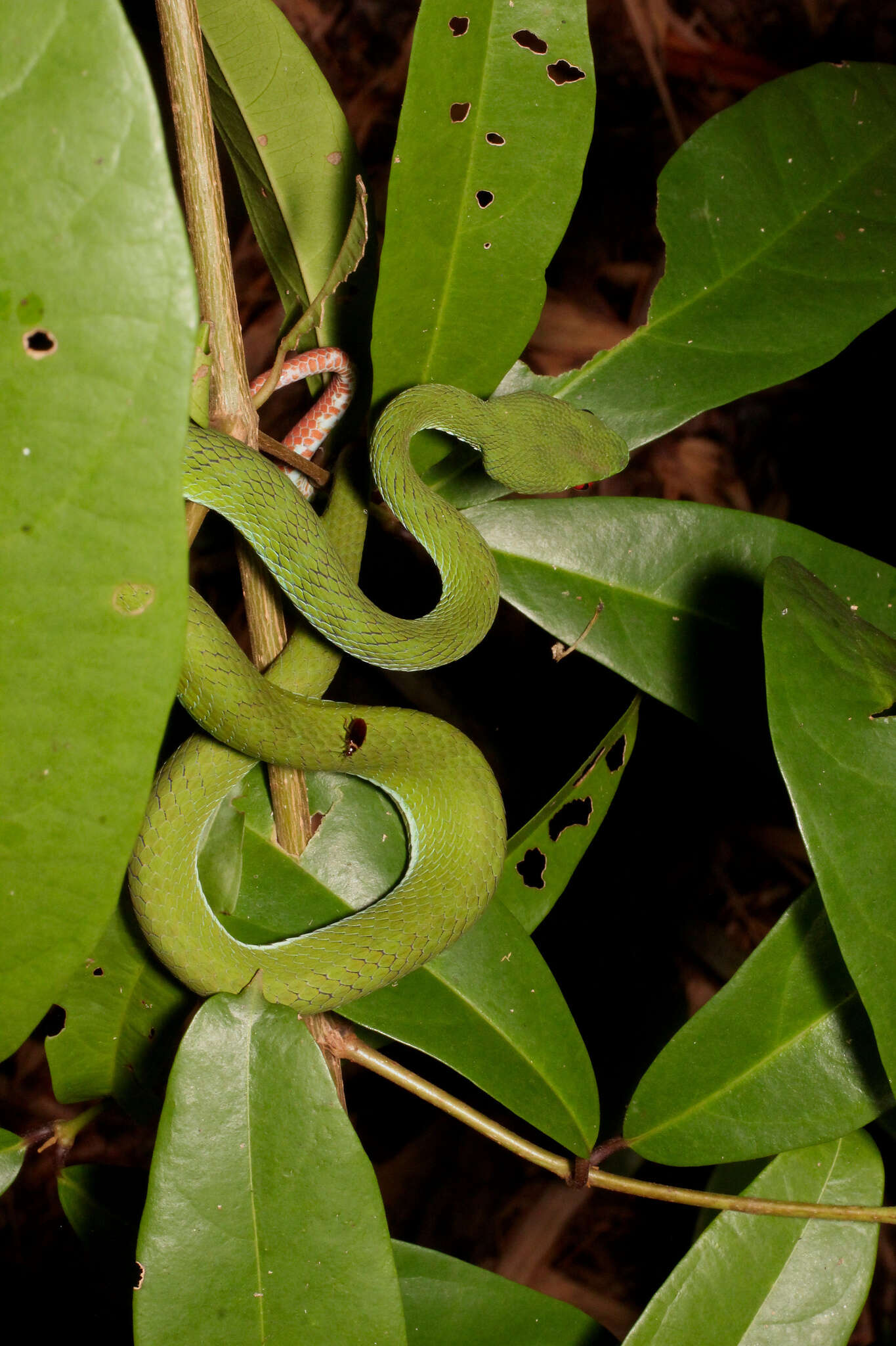 Image of Trimeresurus rubeus (Malhotra, Thorpe, Mrinalini & Stuart 2011)