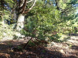 Sivun Arctostaphylos virgata Eastw. kuva