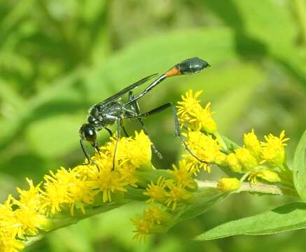 Image de Ammophila urnaria Dahlbom 1843