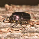 Image of Onthophagus orpheus canadensis (Fabricius 1801)