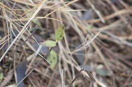 Image of Jesuit's bark