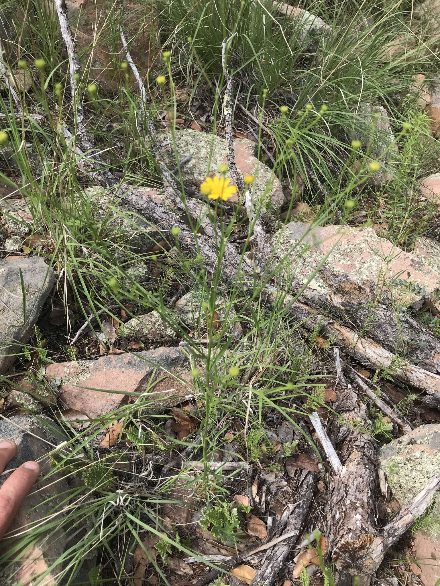 Image of Wright's snakeweed