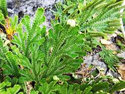 Image of Selaginella novoleonensis Hieron.