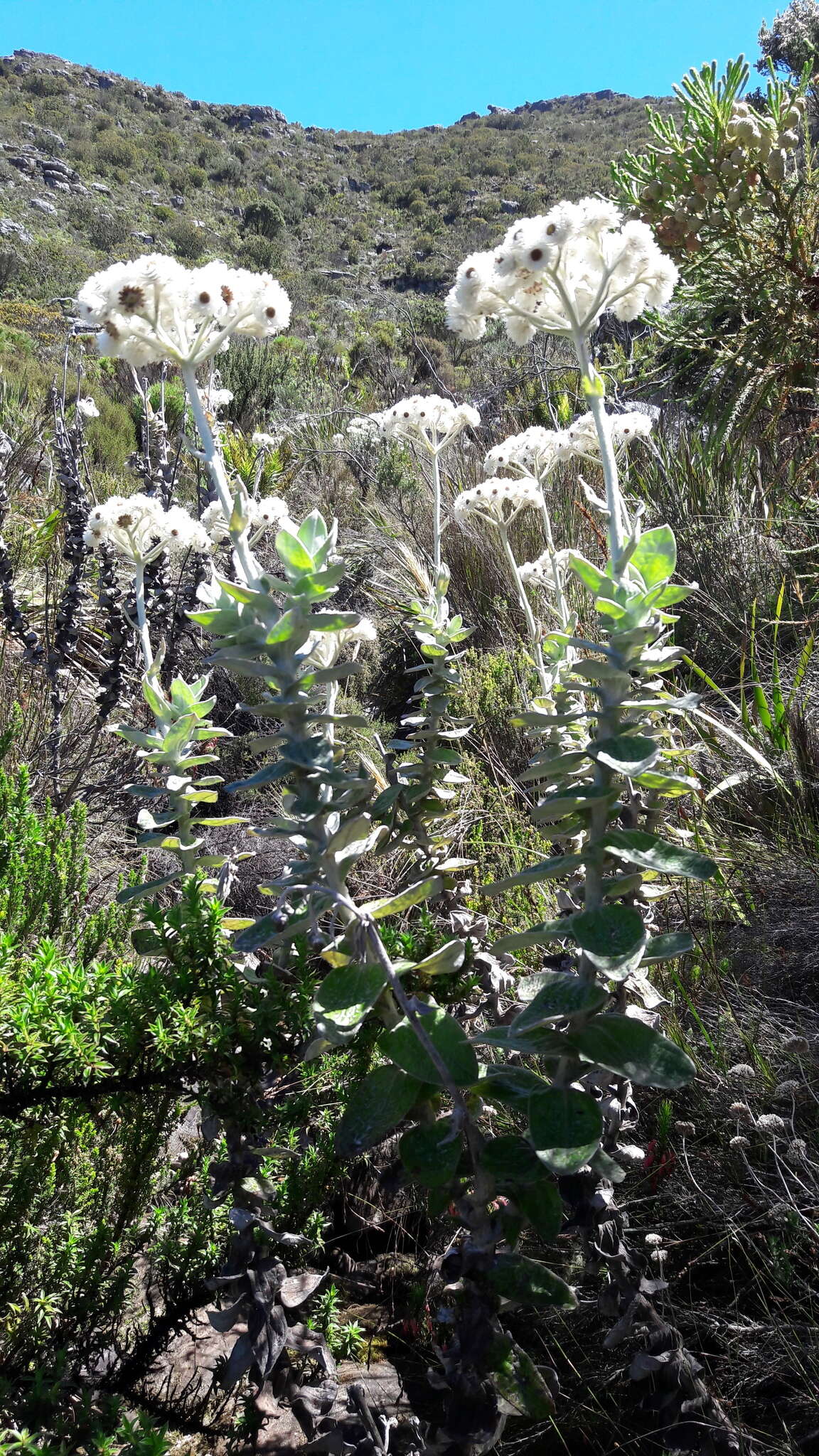 Helichrysum fruticans (L.) D. Don resmi