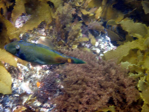 Image of Spiny-tailed leatherjacket