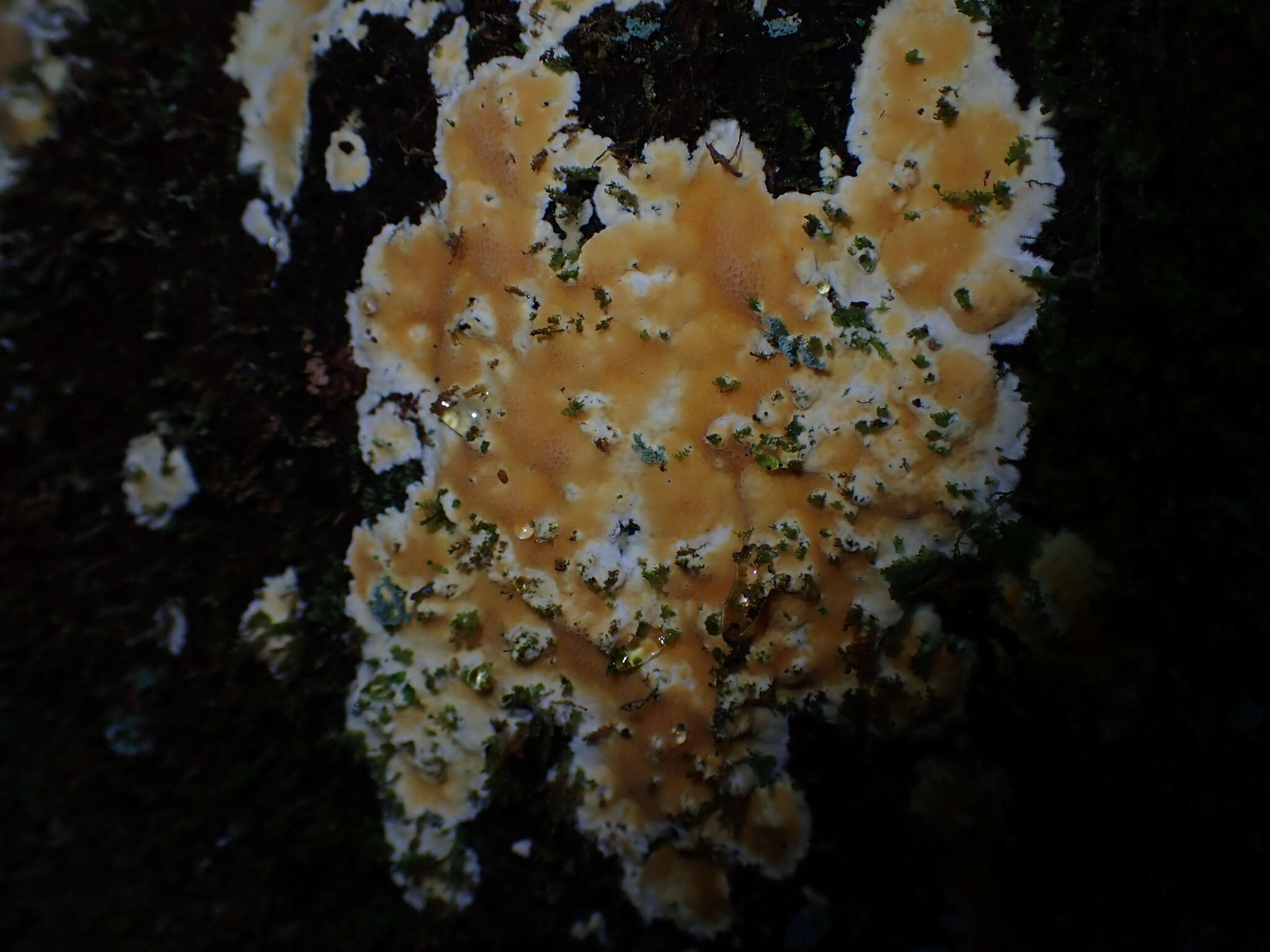 Image of Coniferiporia weirii (Murrill) L. W. Zhou & Y. C. Dai 2016