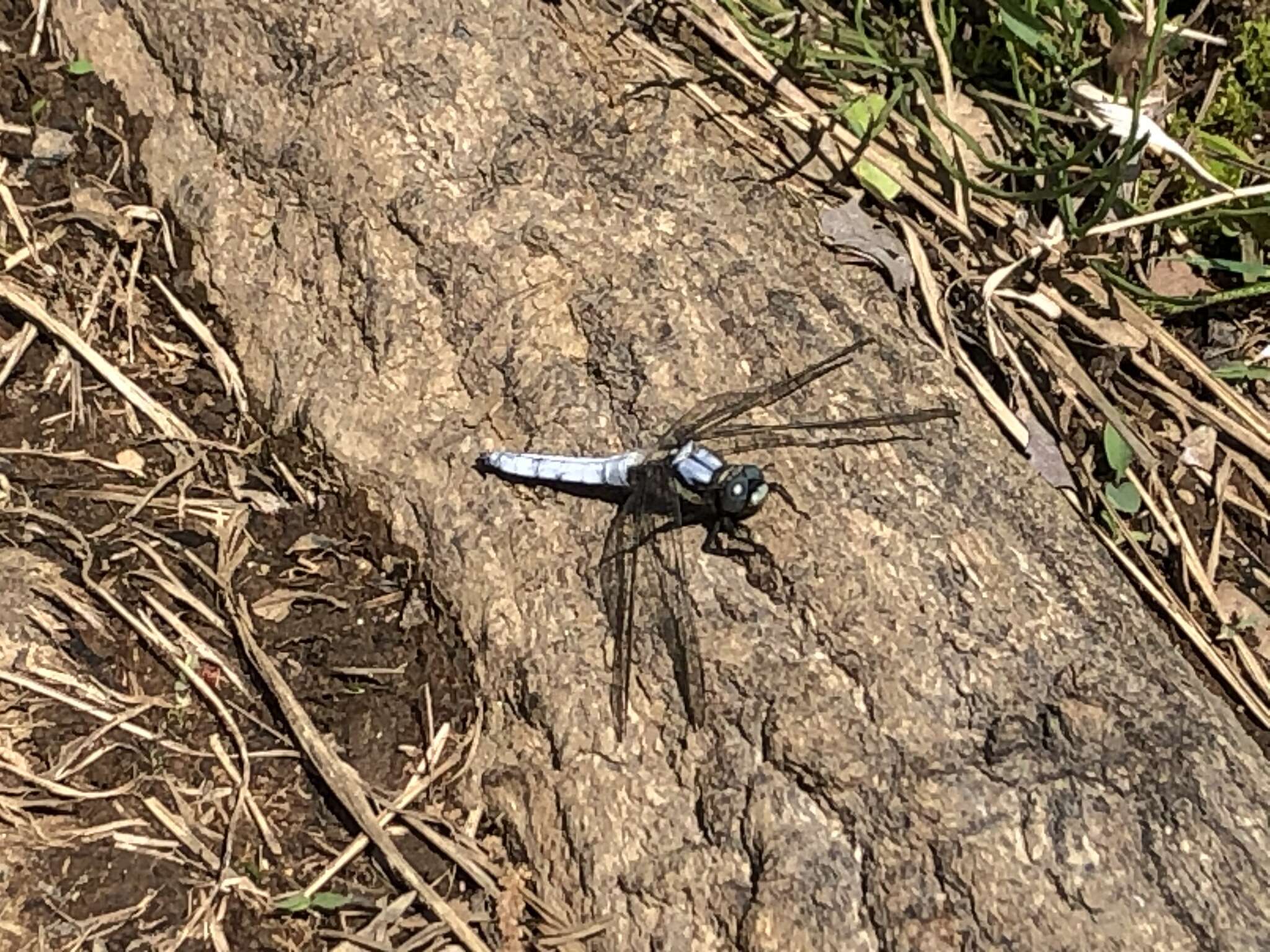 Imagem de Orthetrum japonicum (Uhler 1858)