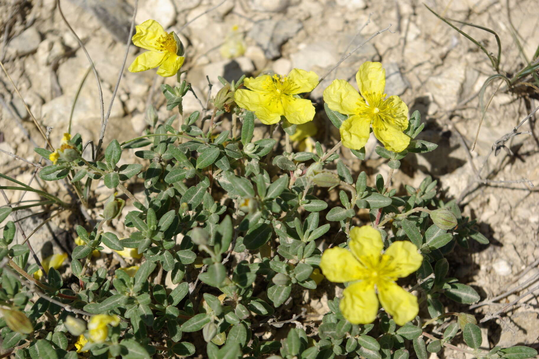 Image of Helianthemum dagestanicum