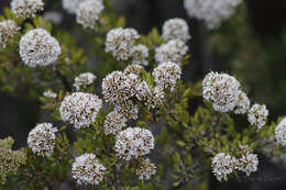 Verticordia minutiflora F. Müll. resmi