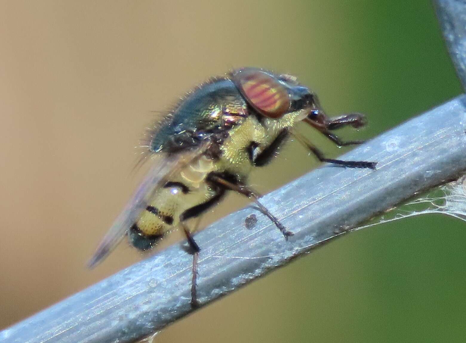 Stomorhina discolor (Fabricius 1794) resmi