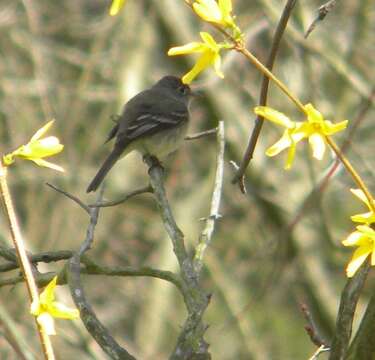 Empidonax minimus (Baird, WM, Baird & SF 1843)的圖片