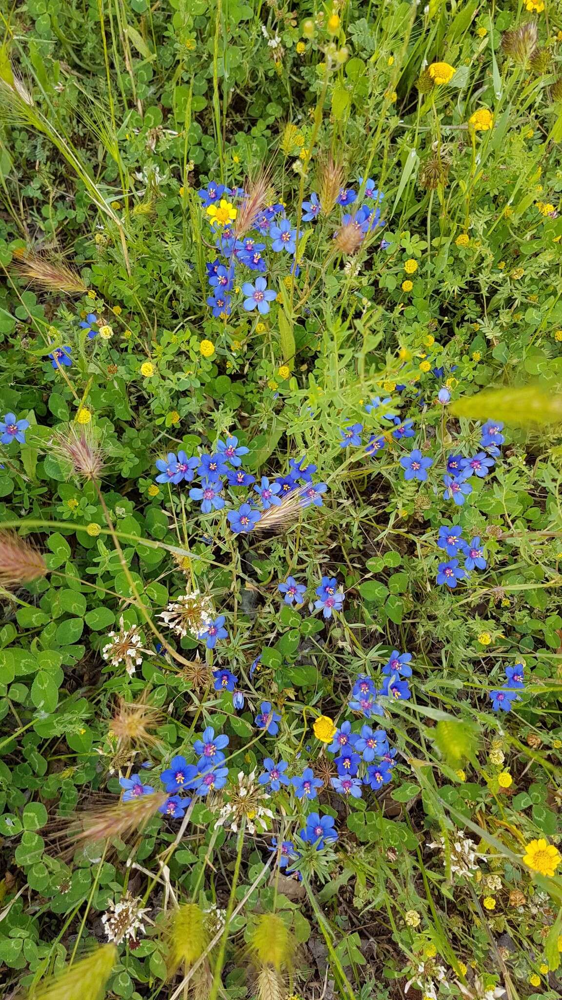 Image of <i>Lysimachia monelli</i>