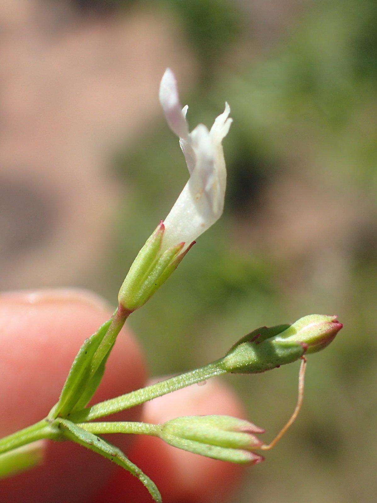 صورة Linderniella nana (Engl.) Eb. Fisch., Schäferh. & Kai Müll.