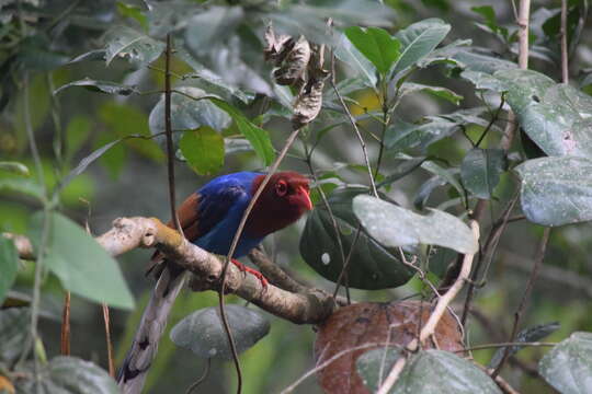 Image of Ceylon Blue Magpie