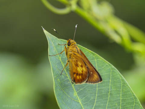 Zographetus doxus Eliot 1959 resmi