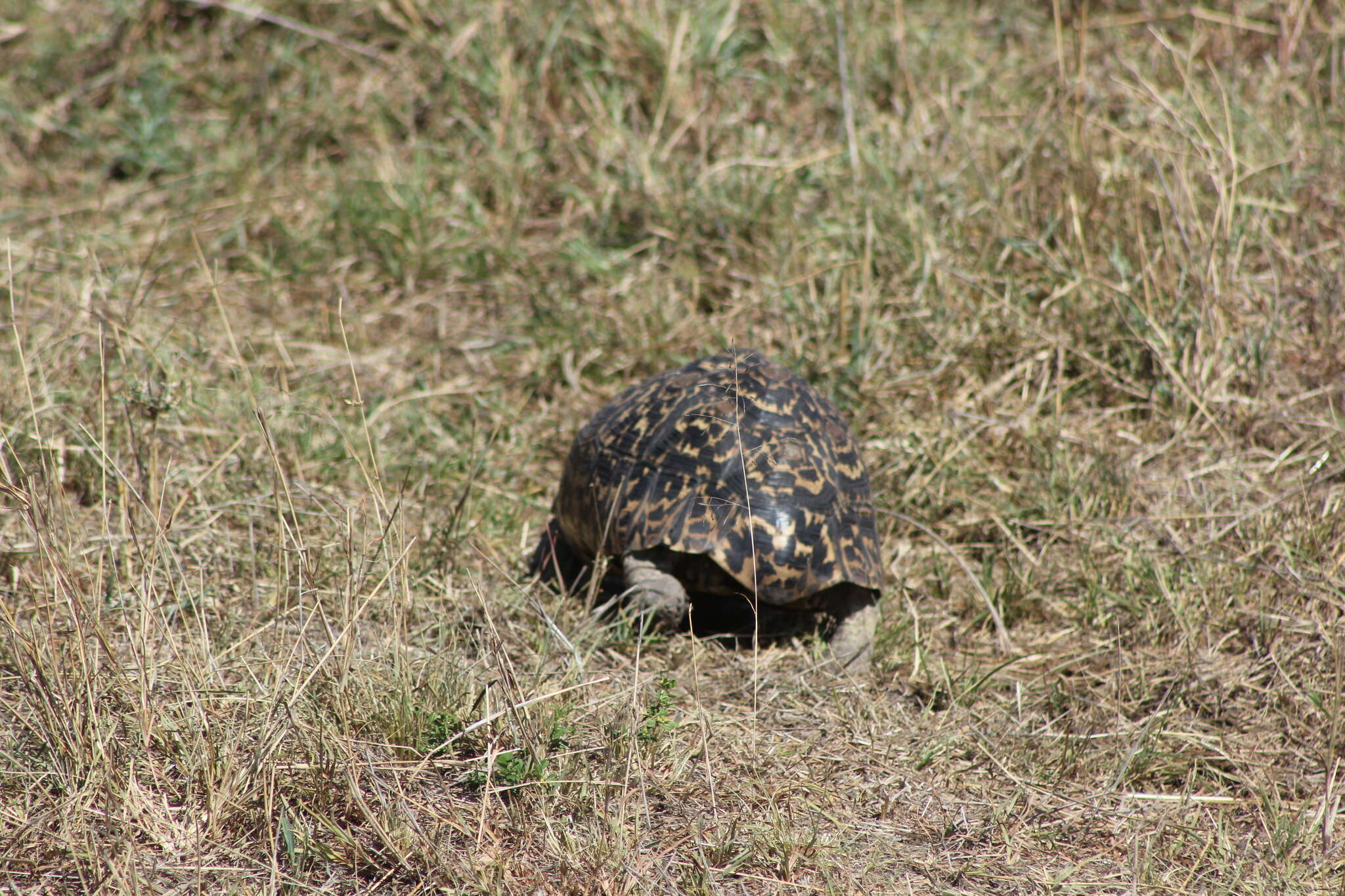 Image of Stigmochelys