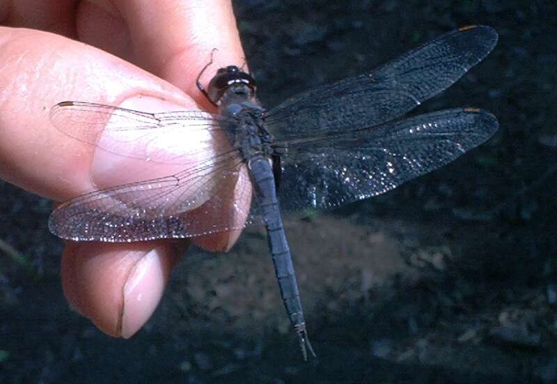 Tramea binotata (Rambur 1842) resmi