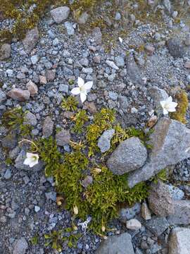 صورة Wahlenbergia pygmaea Colenso