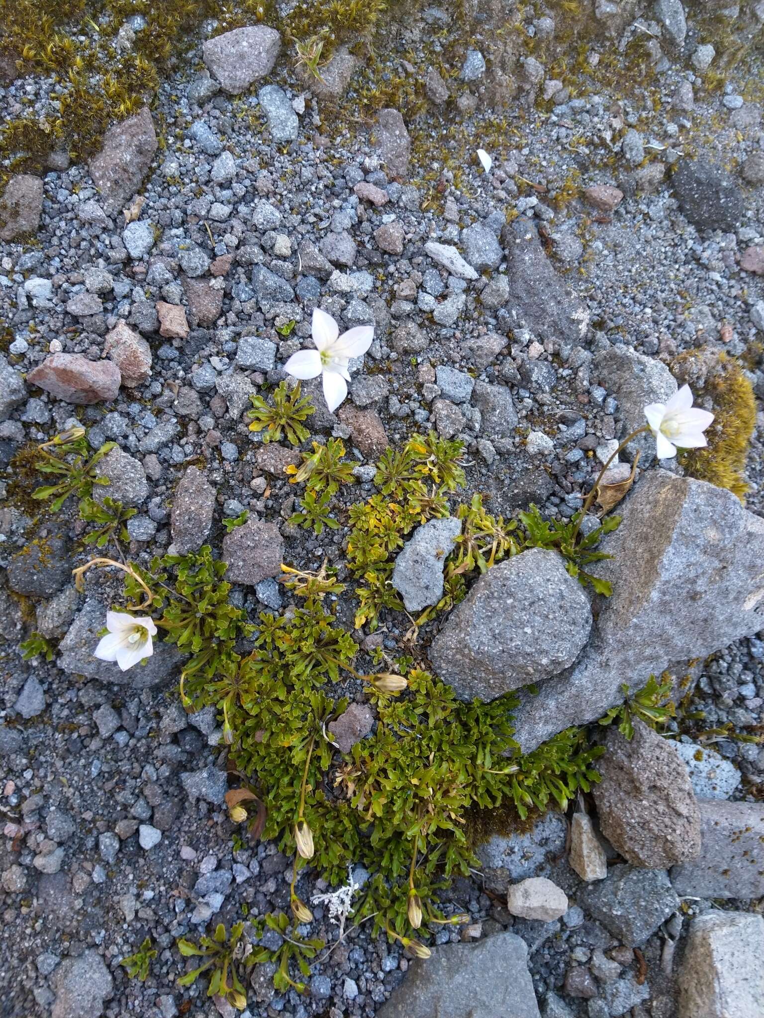 صورة Wahlenbergia pygmaea subsp. drucei J. A. Petterson