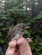 Image of Bicknell's thrush