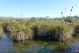 Image of Carex secta Boott