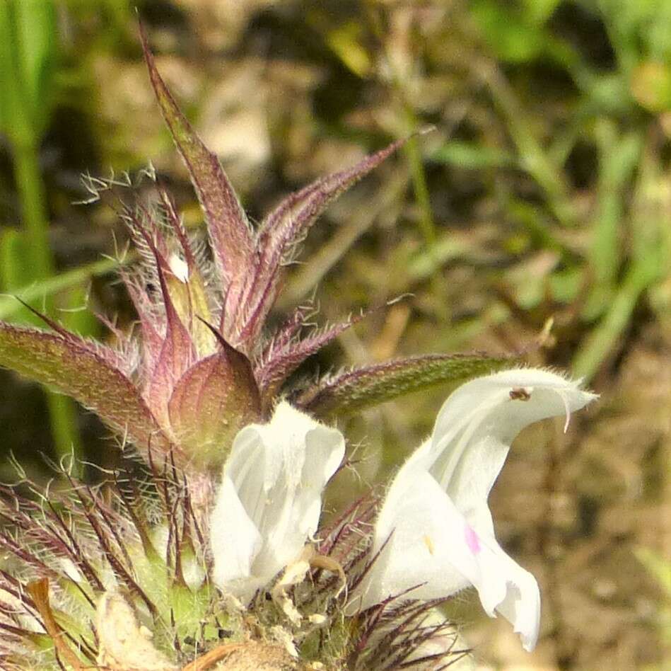 Image of basil beebalm