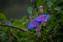 Image of Ipomoea orizabensis var. austromexicana J. A. Mc Donald