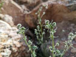 صورة Cryptantha gracilis Osterh.