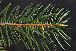 Image of Bristlecone Fir