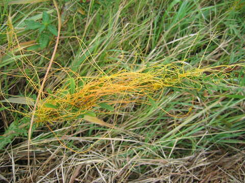 Image de Lespedeza virginica (L.) Britton