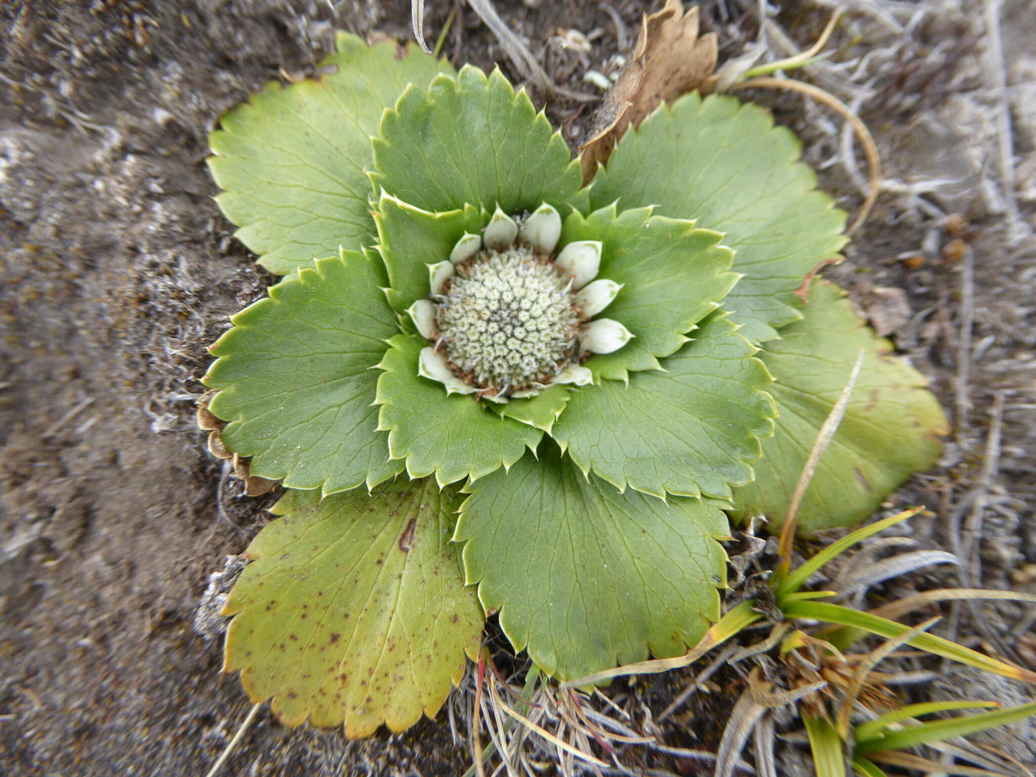 Image de Eryngium humile Cav.