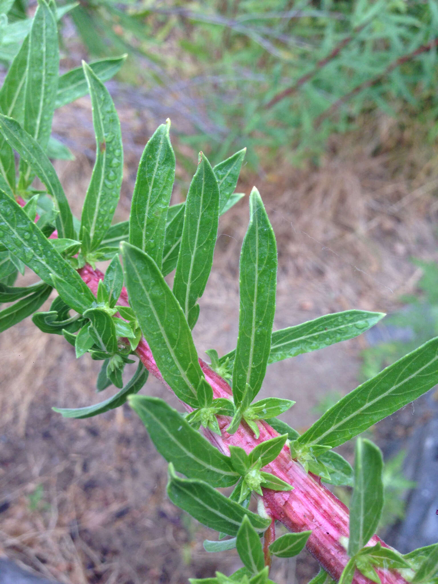 Image of Hooker's evening primrose