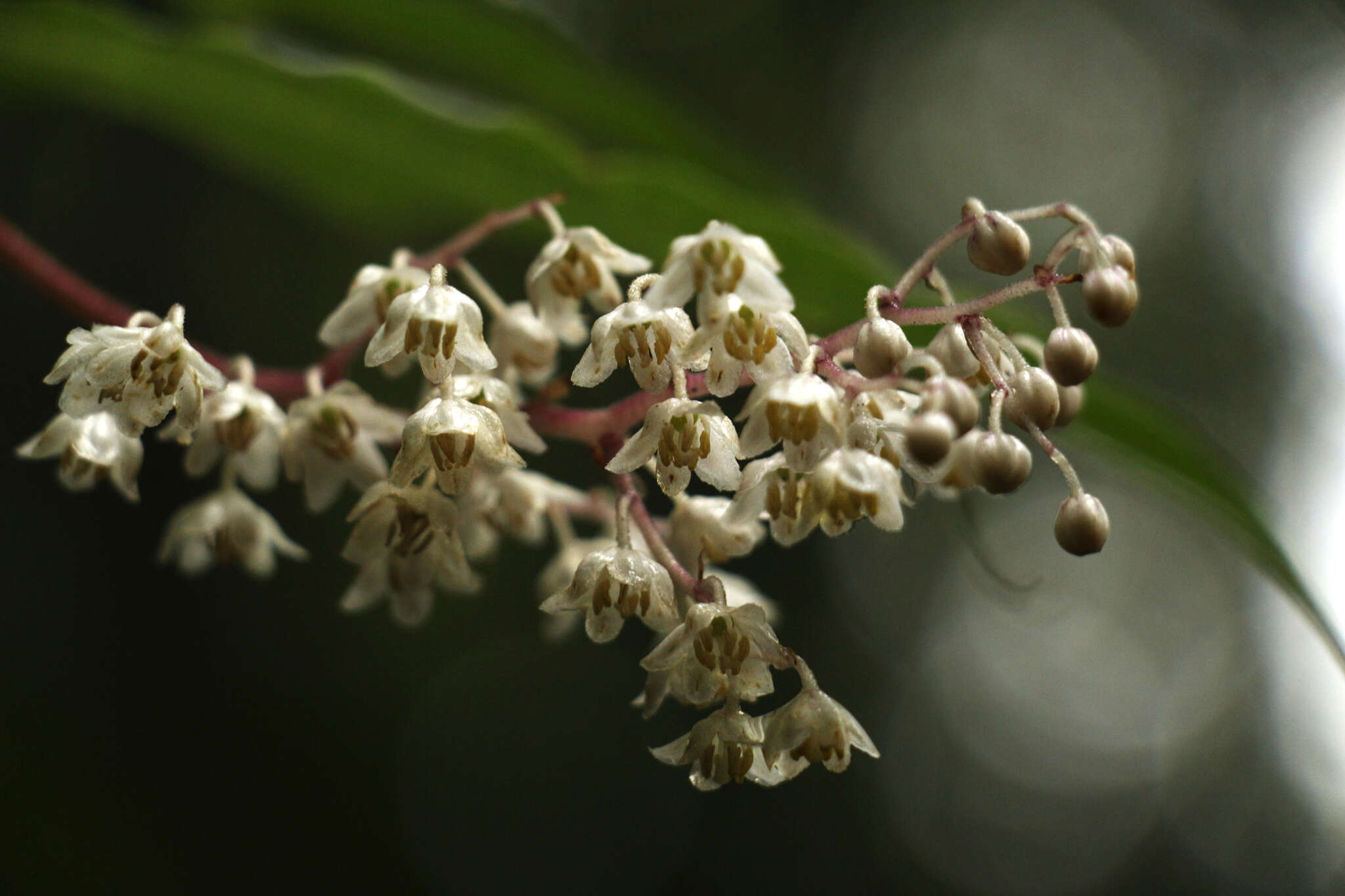 Слика од Maianthemum oleraceum (Baker) La Frankie