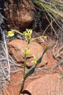 Image of Moraea reflexa Goldblatt