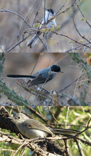 Image of Black-capped Gnatcatcher