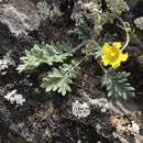 Image of Potentilla jenissejensis A. V. Polozhii & V. A. Smirnova