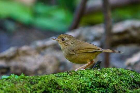 Image of Buff-breasted Babbler