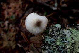 Image of Pluteus leucoborealis Justo, E. F. Malysheva, Bulyonk. & Minnis 2014