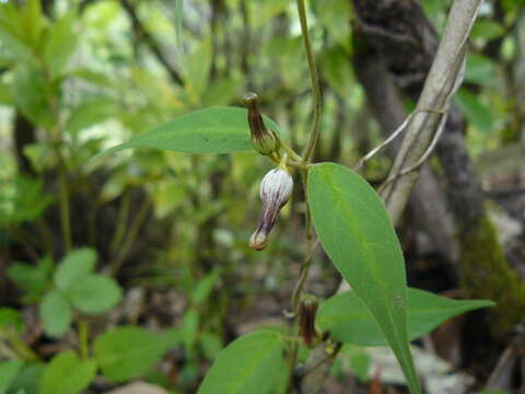 Image de Ceropegia hookeri C. B. Cl.