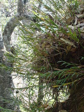 Imagem de Isochilus bracteatus (Lex.) Espejo & López-Ferr.