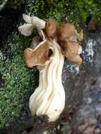 Image of Helvella fusca Gillet 1879