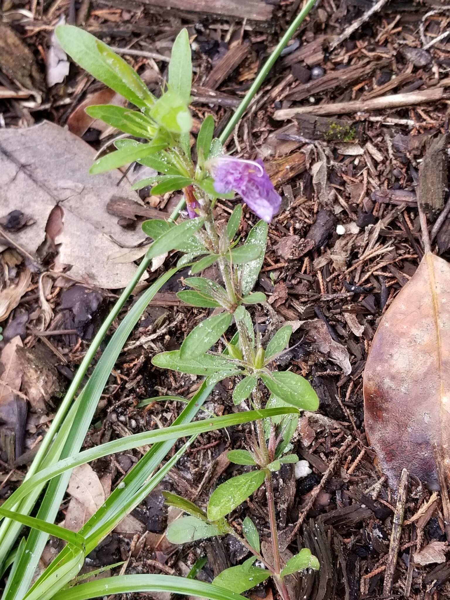 Dyschoriste oblongifolia (Michx.) Kuntze的圖片