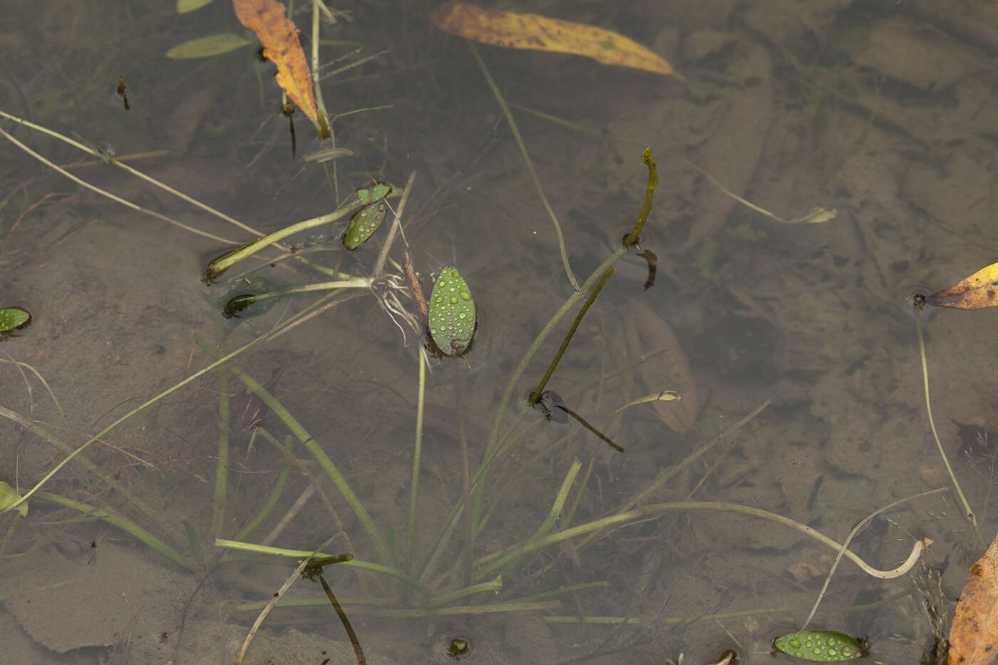 Image of Asian Water-Plantain