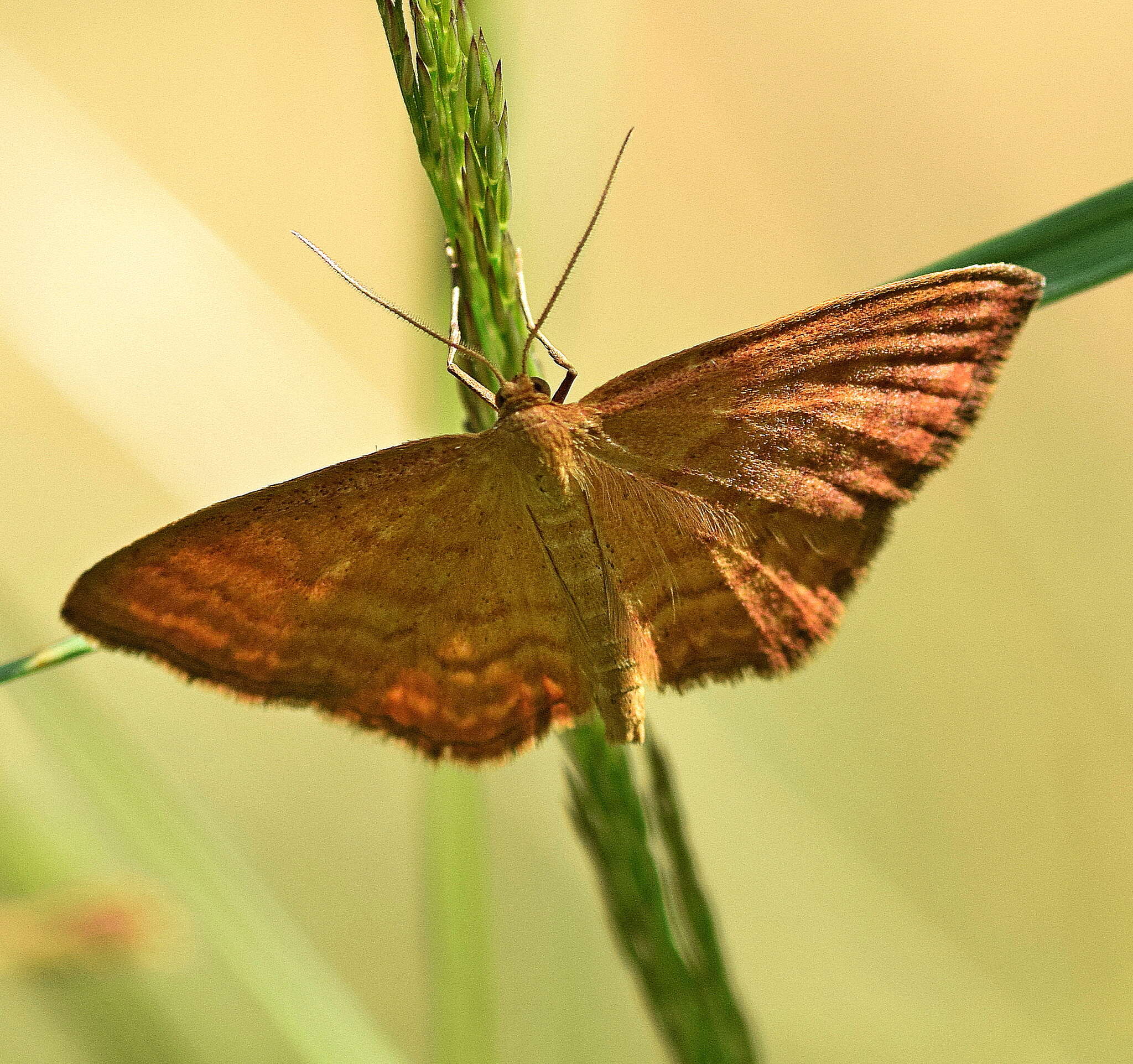 Idaea ochrata Scopoli 1763 resmi