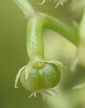 Image of Adenocline pauciflora Turcz.