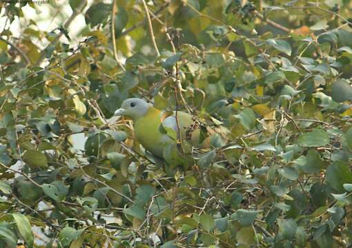 Image of Yellow-footed Green Pigeon