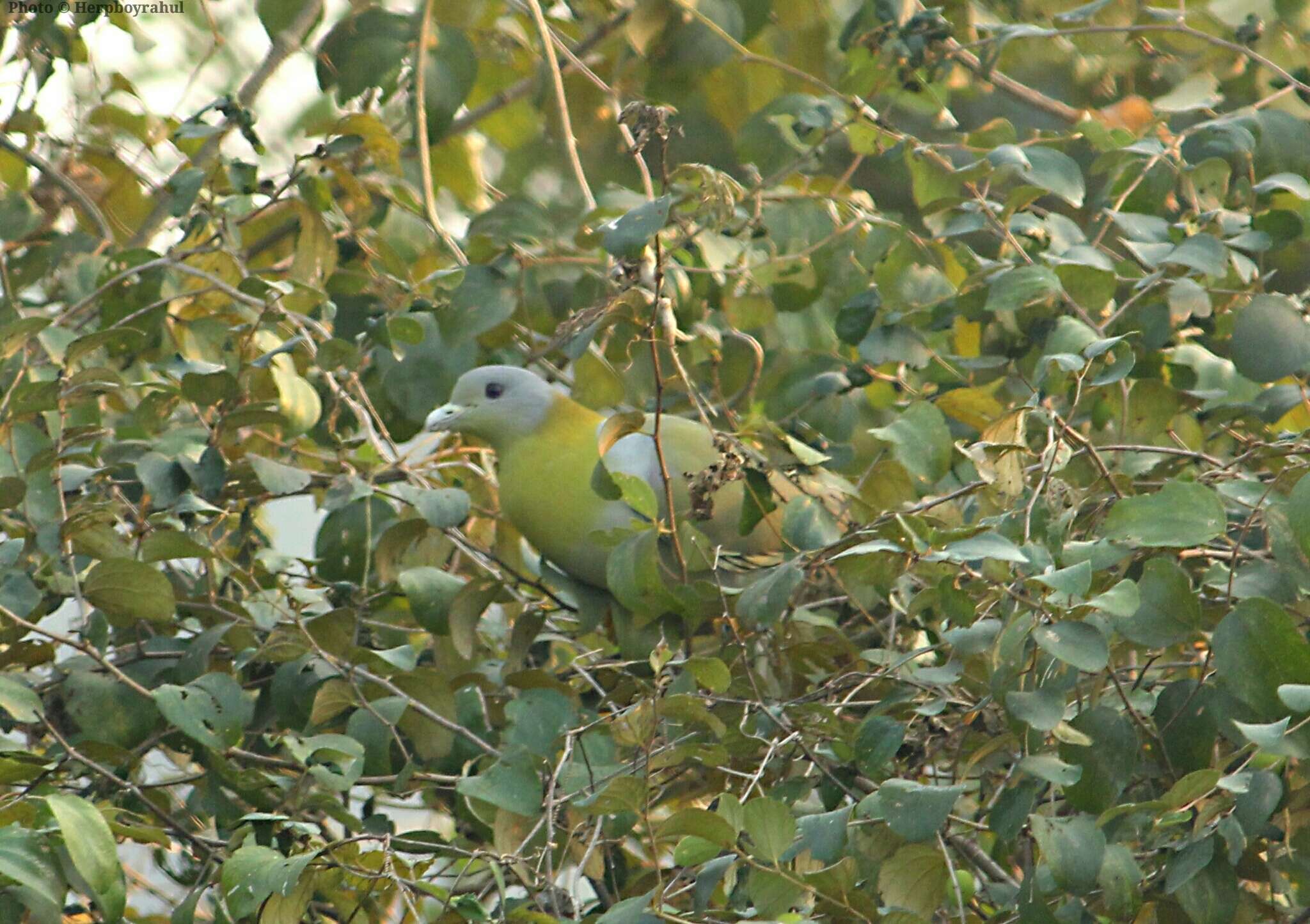 Image of Yellow-footed Green Pigeon