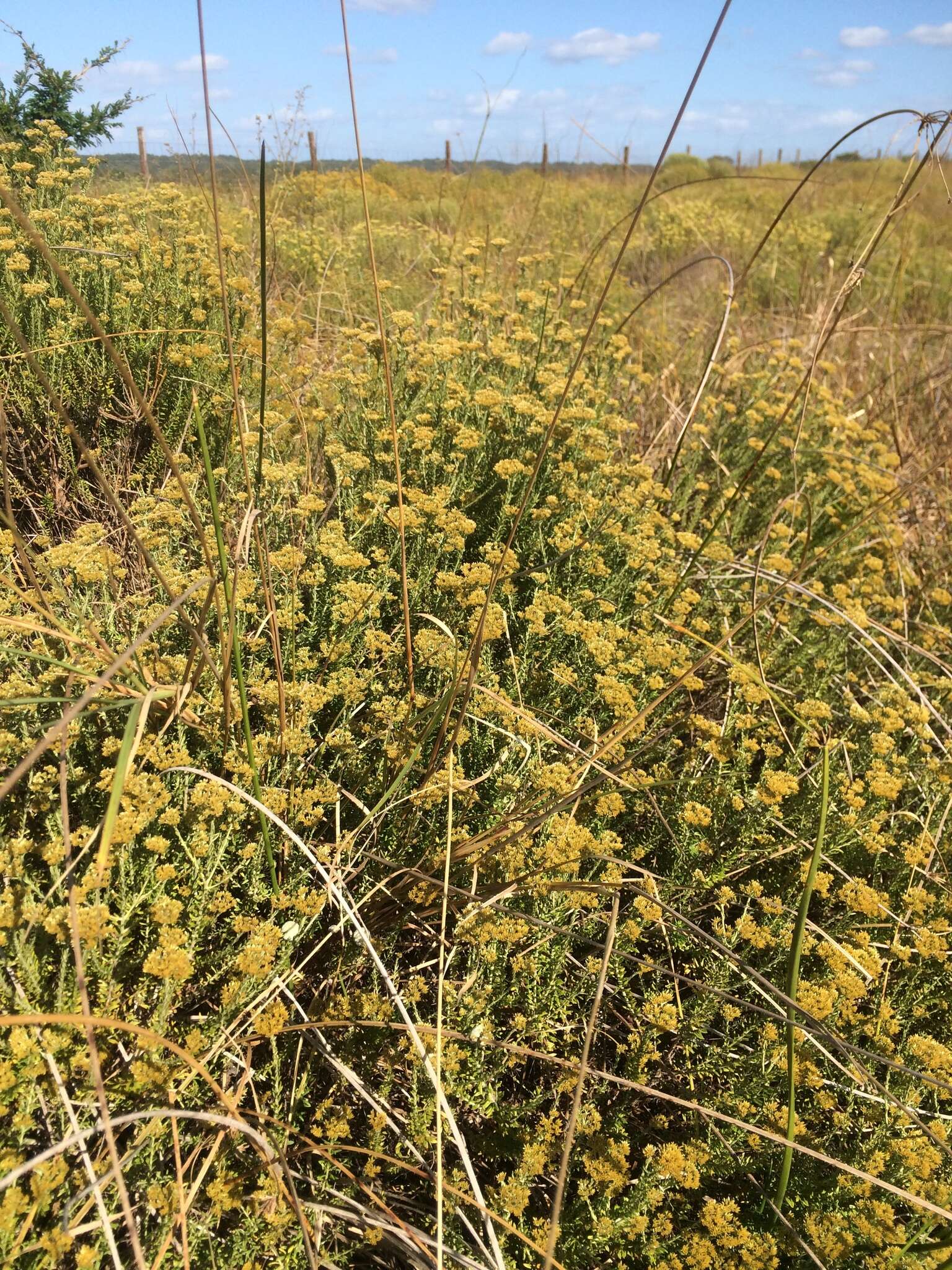 Image of Curry bush