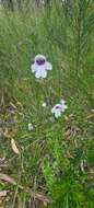 Image of Prostanthera saxicola R. Br.